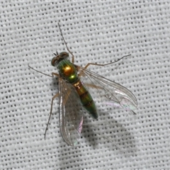 Sciapodinae (subfamily) (A long-legged fly) at Freshwater Creek, VIC - 4 Nov 2024 by WendyEM