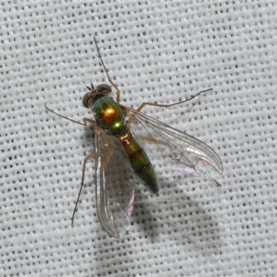 Dolichopodidae (family) at Freshwater Creek, VIC - 4 Nov 2024 by WendyEM