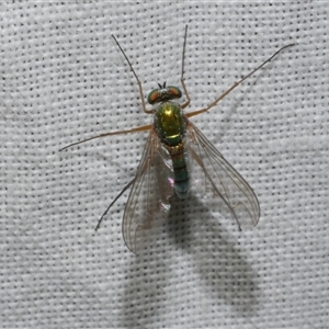 Sciapodinae (subfamily) at Freshwater Creek, VIC - 4 Nov 2024 11:59 PM