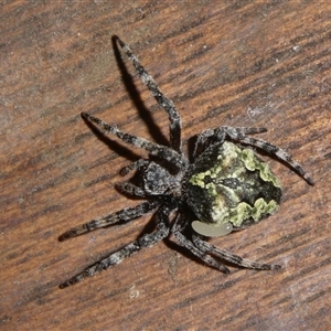 Araneinae (subfamily) (Orb weaver) at Charleys Forest, NSW by arjay