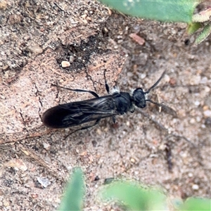 Mutillidae (family) (Unidentified Mutillid wasp or velvet ant) at Russell, ACT by Hejor1