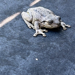 Litoria peronii (Peron's Tree Frog, Emerald Spotted Tree Frog) at Coombs, ACT by RichForshaw