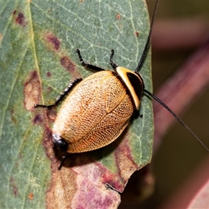 Ellipsidion australe (Austral Ellipsidion cockroach) at Dunlop, ACT by AlisonMilton