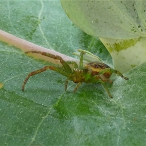 Thomisidae (family) at West Hobart, TAS by VanessaC