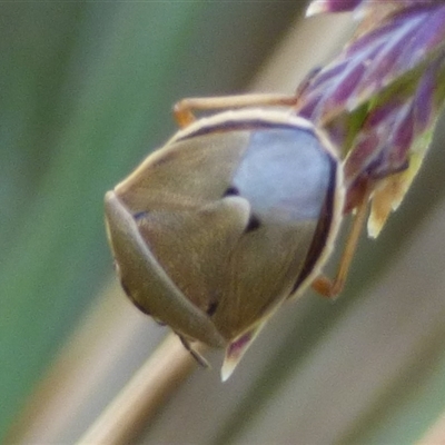 Unidentified True bug (Hemiptera, Heteroptera) at West Hobart, TAS - 17 Dec 2024 by VanessaC