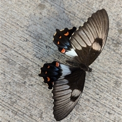 Papilio aegeus (Orchard Swallowtail, Large Citrus Butterfly) at Crace, ACT - 16 Dec 2024 by RobynHall