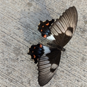 Papilio aegeus at Crace, ACT - 17 Dec 2024