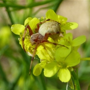 Salsa sp. (genus) at West Hobart, TAS by VanessaC