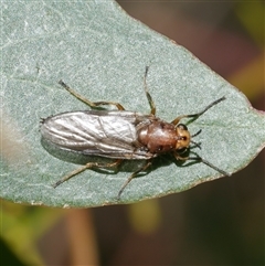 Stratiomyidae (family) (Soldier fly) at Freshwater Creek, VIC - 4 Nov 2024 by WendyEM