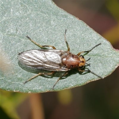 Diptera (order) at Freshwater Creek, VIC - 4 Nov 2024 by WendyEM