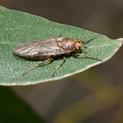 Stratiomyidae (family) at Freshwater Creek, VIC - 4 Nov 2024 04:22 PM
