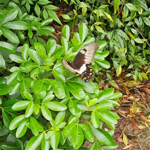 Papilio aegeus at Braidwood, NSW - 17 Dec 2024