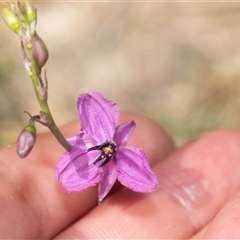 Arthropodium fimbriatum (Nodding Chocolate Lily) at Fraser, ACT - 19 Nov 2024 by AlisonMilton