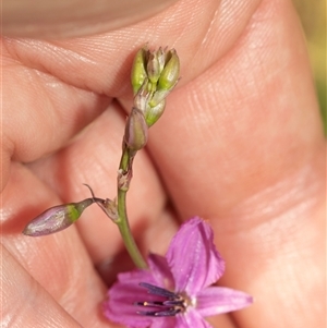 Arthropodium fimbriatum at Fraser, ACT - 19 Nov 2024 11:43 AM