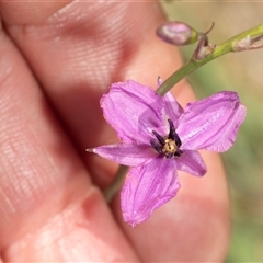 Arthropodium fimbriatum at Fraser, ACT - 19 Nov 2024 11:43 AM