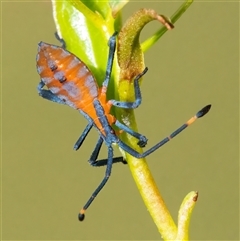 Amorbus (genus) (Eucalyptus Tip bug) at Googong, NSW - 15 Dec 2024 by WHall