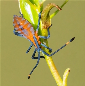 Unidentified Shield, Stink or Jewel Bug (Pentatomoidea) at Googong, NSW by WHall