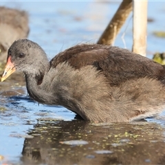 Gallinula tenebrosa (Dusky Moorhen) at Fyshwick, ACT - 16 Dec 2024 by jb2602