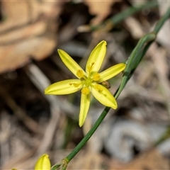 Tricoryne elatior (Yellow Rush Lily) at Fraser, ACT - 19 Nov 2024 by AlisonMilton