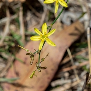 Tricoryne elatior at Fraser, ACT - 19 Nov 2024 11:05 AM