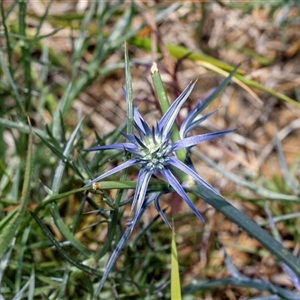 Eryngium ovinum at Fraser, ACT - 19 Nov 2024 11:09 AM