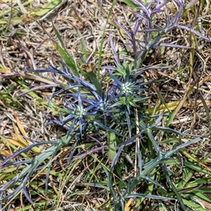 Eryngium ovinum at Fraser, ACT - 19 Nov 2024 11:09 AM