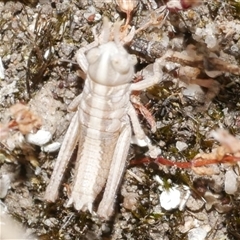 Acrididae sp. (family) at Freshwater Creek, VIC - 4 Nov 2024 by WendyEM