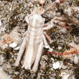 Acrididae sp. (family) at Freshwater Creek, VIC by WendyEM