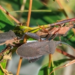 Unidentified Shield, Stink or Jewel Bug (Pentatomoidea) at Googong, NSW - 12 Dec 2024 by WHall