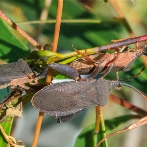 Unidentified Shield, Stink or Jewel Bug (Pentatomoidea) at Googong, NSW by WHall