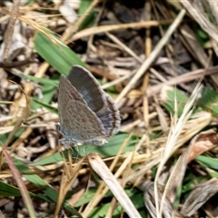 Zizina otis (Common Grass-Blue) at Fraser, ACT - 19 Nov 2024 by AlisonMilton