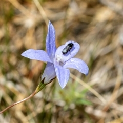 Wahlenbergia capillaris (Tufted Bluebell) at Dunlop, ACT - 19 Nov 2024 by AlisonMilton