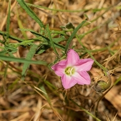 Convolvulus angustissimus subsp. angustissimus (Australian Bindweed) at Fraser, ACT - 19 Nov 2024 by AlisonMilton