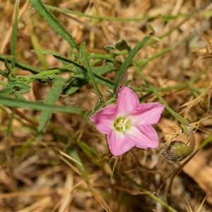 Convolvulus angustissimus subsp. angustissimus at Fraser, ACT - 19 Nov 2024