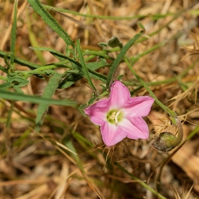 Convolvulus angustissimus subsp. angustissimus (Australian Bindweed) at Fraser, ACT - 19 Nov 2024 by AlisonMilton