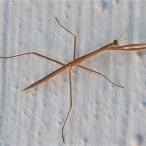 Tenodera australasiae at Googong, NSW by WHall