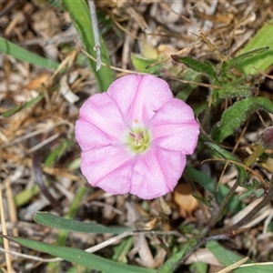 Convolvulus angustissimus subsp. angustissimus at Fraser, ACT - 19 Nov 2024