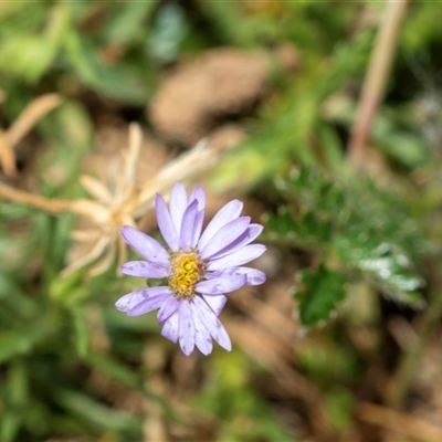 Vittadinia muelleri (Narrow-leafed New Holland Daisy) at Fraser, ACT - 19 Nov 2024 by AlisonMilton