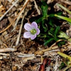 Geranium sp. Pleated sepals (D.E.Albrecht 4707) Vic. Herbarium (Naked Crane's-bill) at Fraser, ACT - 19 Nov 2024 by AlisonMilton