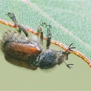 Heteronyx sp. (genus) (Scarab beetle) at Googong, NSW by WHall