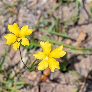 Goodenia pinnatifida (Scrambled Eggs) at Fraser, ACT by AlisonMilton