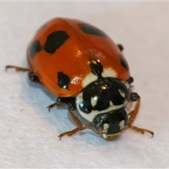 Hippodamia variegata (Spotted Amber Ladybird) at Googong, NSW - 15 Dec 2024 by WHall