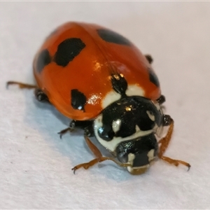 Hippodamia variegata (Spotted Amber Ladybird) at Googong, NSW by WHall