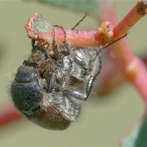 Unidentified Beetle (Coleoptera) at Googong, NSW by WHall