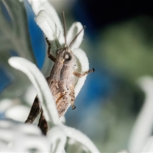 Phaulacridium vittatum (Wingless Grasshopper) at Googong, NSW by WHall