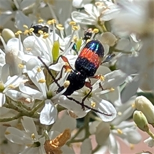 Obrida fascialis at Kambah, ACT - 16 Dec 2024