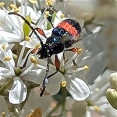 Obrida fascialis at Kambah, ACT - 16 Dec 2024