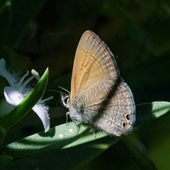 Nacaduba biocellata (Two-spotted Line-Blue) at Googong, NSW - 12 Dec 2024 by WHall