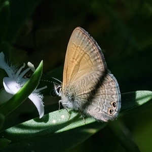 Nacaduba biocellata (Two-spotted Line-Blue) at Googong, NSW by WHall