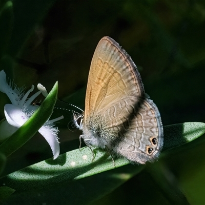 Nacaduba biocellata (Two-spotted Line-Blue) at Googong, NSW - 12 Dec 2024 by WHall